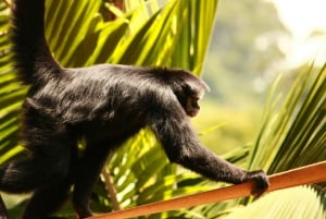Aventura de caiaque: uma escapadela de 2 horas na vida selvagem