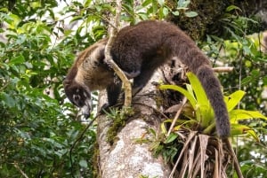 Aventura de caiaque: uma escapadela de 2 horas na vida selvagem