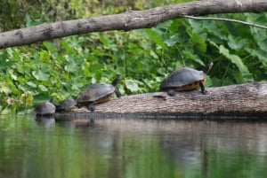 Aventura de caiaque: uma escapadela de 2 horas na vida selvagem