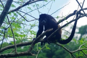 Aventura de caiaque: uma escapadela de 2 horas na vida selvagem