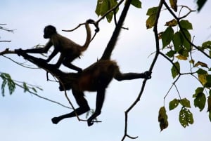 Aventura de caiaque: uma escapadela de 2 horas na vida selvagem