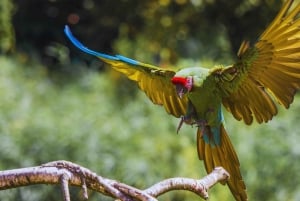 Aventura de caiaque: uma escapadela de 2 horas na vida selvagem