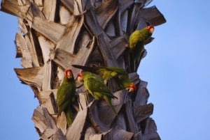 Aventura de caiaque: uma escapadela de 2 horas na vida selvagem