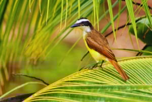 Aventura de caiaque: uma escapadela de 2 horas na vida selvagem