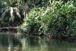 Aventura de caiaque: uma escapadela de 2 horas na vida selvagem