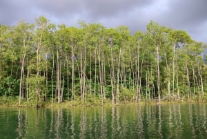 Quepos: Kayak Tour in the Mangroves Near Manuel Antonio Park