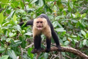 Quepos: Kayak Tour in the Mangroves Near Manuel Antonio Park