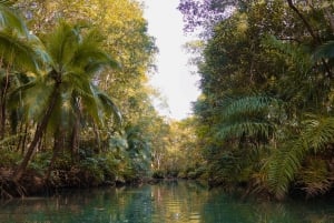 Quepos: Kayak Tour in the Mangroves Near Manuel Antonio Park