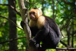 Quepos: Kayak Tour in the Mangroves Near Manuel Antonio Park