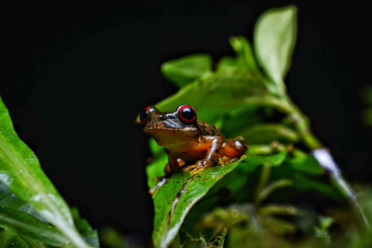 Monteverde: Kinkajou Forest Night Walking Tour