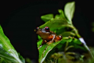 Kinkajou Night Walk in Monteverde