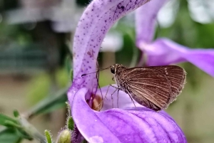 La Fortuna: Rundvisning i Arenal-bihaven