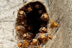 La Fortuna: Rundvisning i Arenal-bihaven