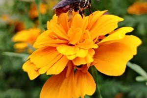 La Fortuna: Rundvisning i Arenal-bihaven