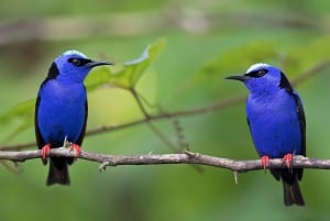 La Fortuna : Circuit d'observation des oiseaux Arenal Mundo Aventura