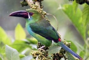 La Fortuna: excursão de observação de pássaros Arenal Mundo Aventura