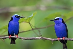 La Fortuna: Arenal Mundo Aventura Fågelskådningstur