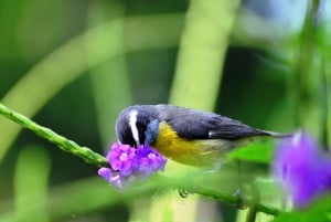 La Fortuna: Arenal Mundo Aventura Fågelskådningstur