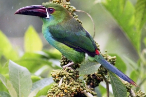 La Fortuna: Arenal Mundo Aventura Fågelskådningstur