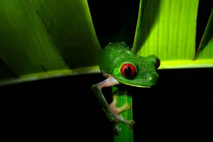 La Fortuna: Arenal Mundo Aventura Night Walk