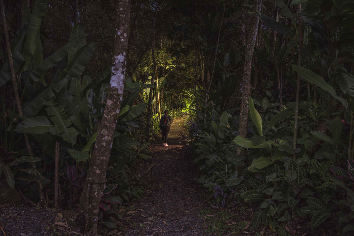 La Fortuna Arenal: Caminhada noturna na floresta tropical .