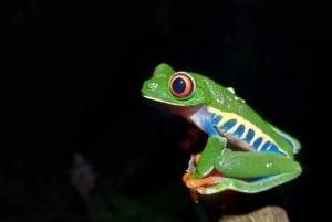 La Fortuna Arenal : randonnée nocturne dans la forêt tropicale .