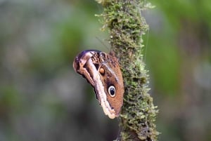 La Fortuna Arenal : randonnée nocturne dans la forêt tropicale .