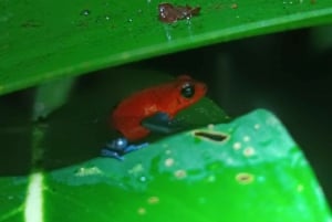 La Fortuna Arenal: Caminhada noturna na floresta tropical .