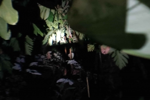 La Fortuna Arenal: Caminhada noturna na floresta tropical .