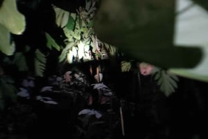 La Fortuna Arenal : Nachtelijke trektocht door het regenwoud .