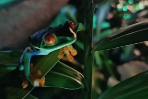 NIGHT WALK GOOD PLACE TO SEE SLOTH AND FLORA AND FAUNA