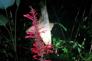 NIGHT WALK GOOD PLACE TO SEE SLOTH AND FLORA AND FAUNA