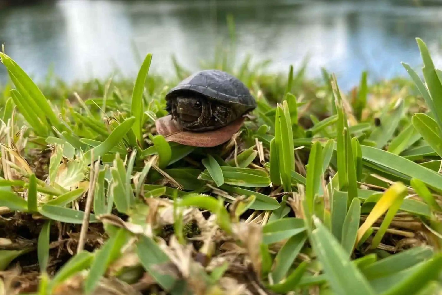 La Fortuna: Arenal Volcano Ecological Park Entry Ticket