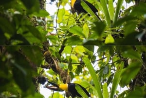 La Fortuna: Arenal Volcano Ecological Park Entry Ticket