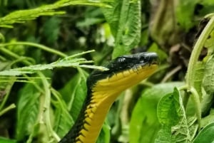 La Fortuna: Arenal Volcano Ecological Park Entry Ticket
