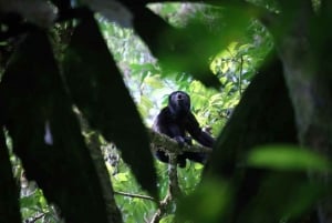 La Fortuna: Wycieczka do parku wulkanu Arenal