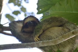 La Fortuna: Arenal Volcano Park Tour