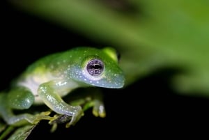 La Fortuna: Arenal Volcano Rainforest Night Tour (Private)