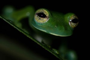 La Fortuna: Arenal Volcano Rainforest Night Tour (Private)