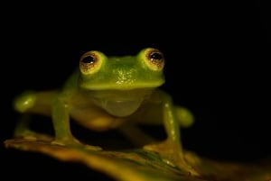 La Fortuna: Arenal Volcano Rainforest Night Tour (Private)