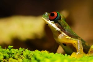 La Fortuna: Arenal Volcano Rainforest Night Tour (Private)