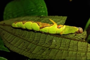 La Fortuna: tour notturno della foresta pluviale del vulcano Arenal