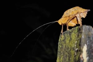 La Fortuna : Excursion nocturne dans la forêt tropicale du volcan Arenal