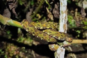 La Fortuna: tour notturno della foresta pluviale del vulcano Arenal