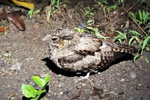 La Fortuna: Nocna wycieczka po lesie deszczowym nad wulkanem Arenal