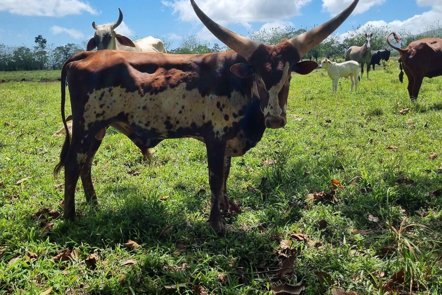 La Fortuna: aventura en quad por la selva y vistas al volcán