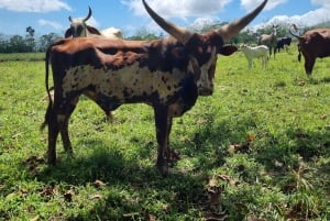La Fortuna: aventura en quad por la selva y vistas al volcán