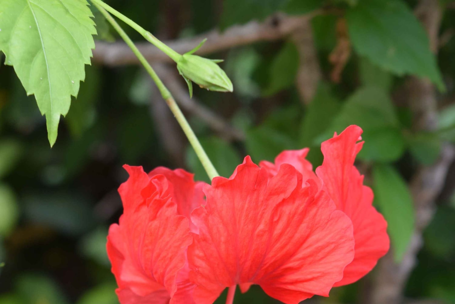 La Fortuna: ATV Avontuur