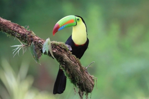 La Fortuna: Bird Watching Experience