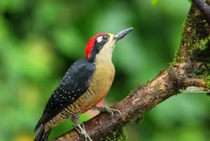 La Fortuna: Launa Fortuna: Bird Watching Experience